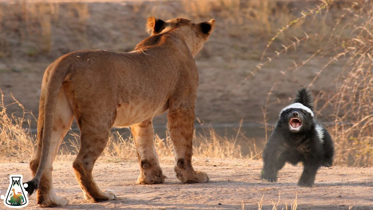 Not Even A Lion: Here Is The Most "Fearless" Animal In The World honey badger 