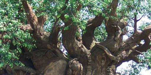 Meet The Tree Called Anunu-Ebe In Igboland, No Bird Can Pech On It