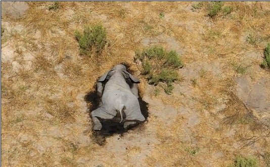 350 Elephants Dropped Dead Mysteriously (Photos)