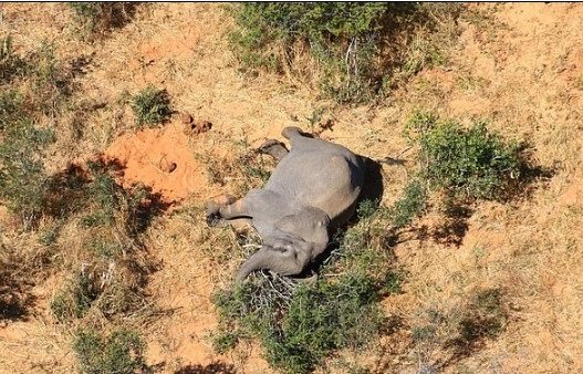 350 Elephants Dropped Dead Mysteriously (Photos)